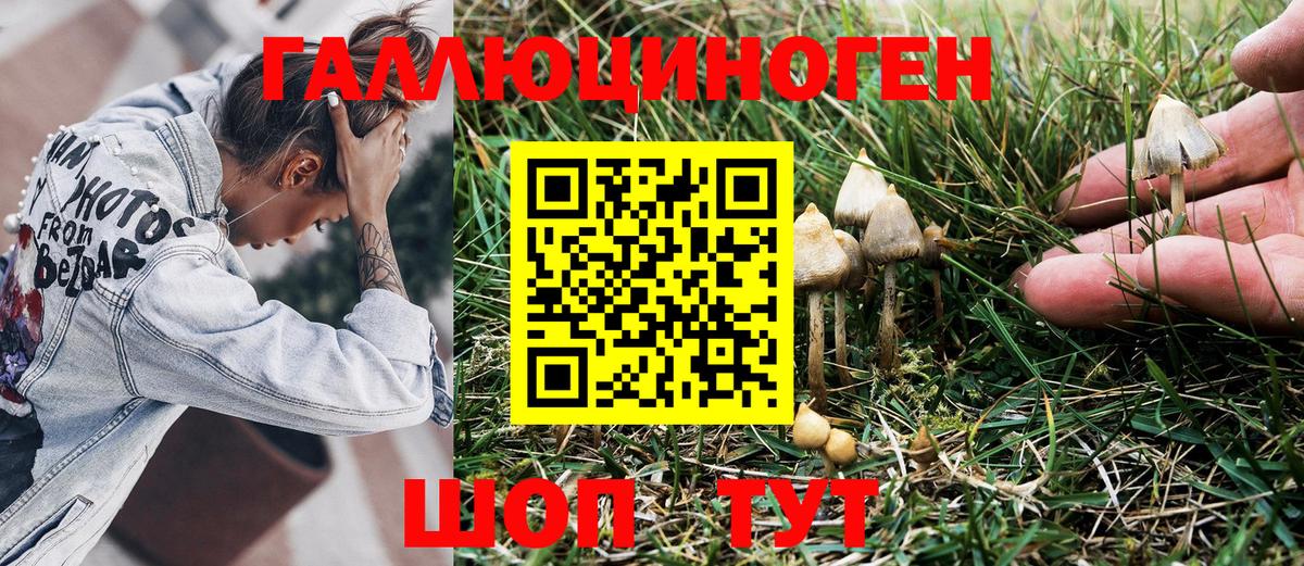 Горно-Алтайск  Псилоцибиновые грибы мухоморы  Вход с VPN 